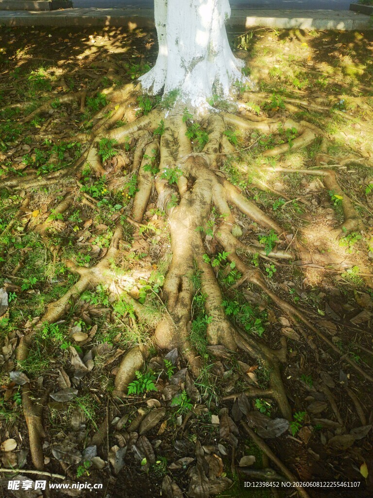 树下光影中的枯叶与绿草