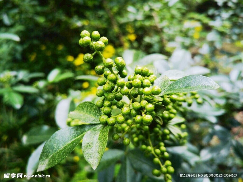 嫩绿花椒果