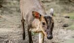 野外的小型有蹄动物