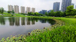 湖畔城市风景