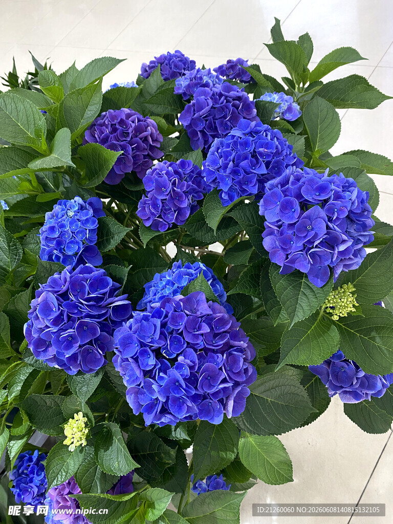 蓝色绣球花