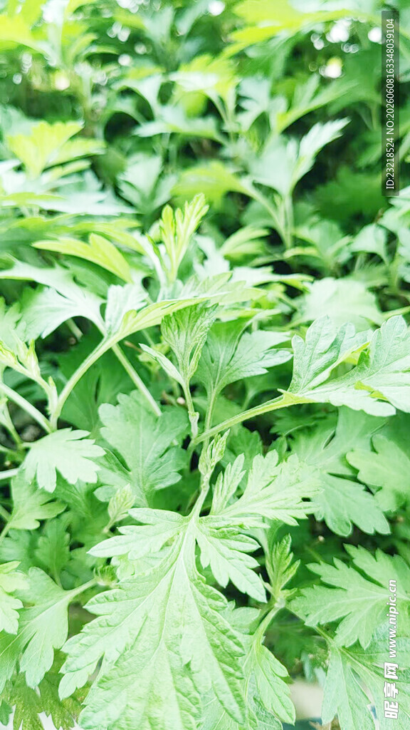 艾草