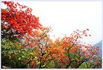 秋日绚烂红叶树景