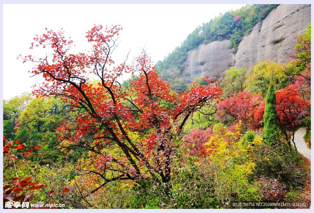 秋日山林艳丽红叶景观