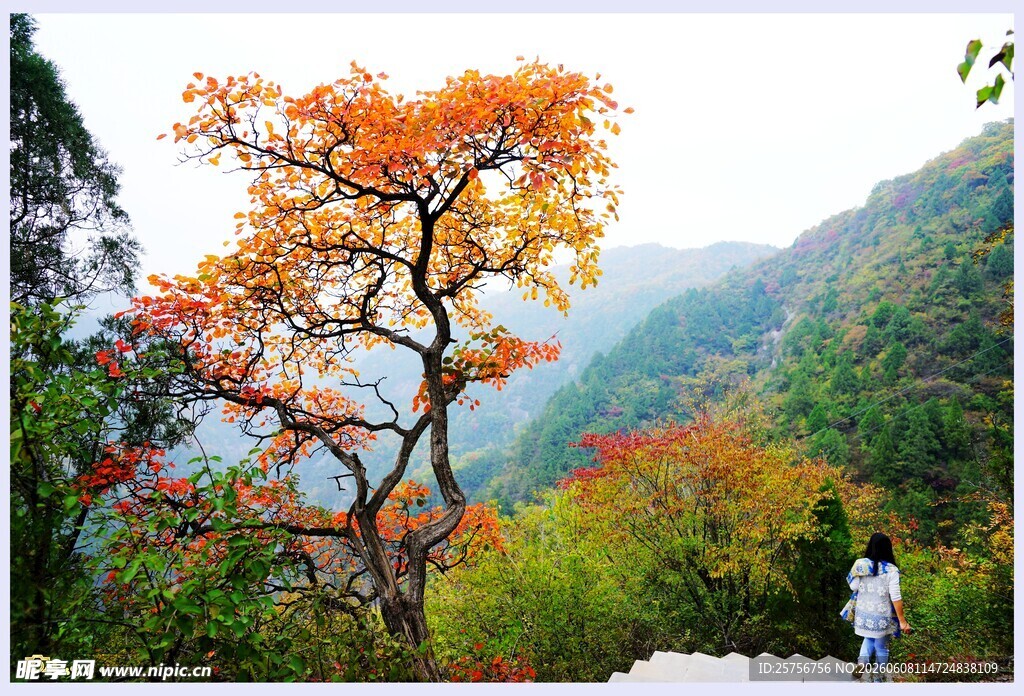 秋日山林独树赏景人