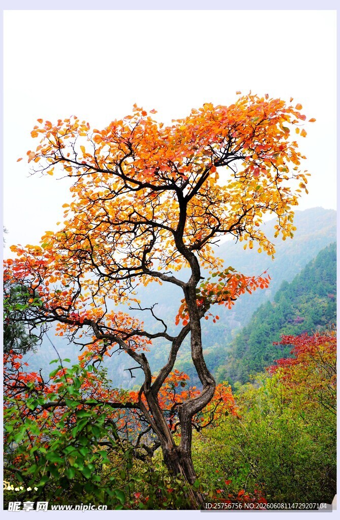 秋日孤树 山林斑斓景致