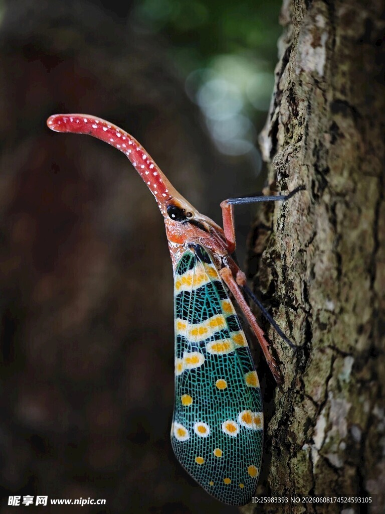 龙眼鸡