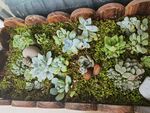 多肉植物拼盘小景