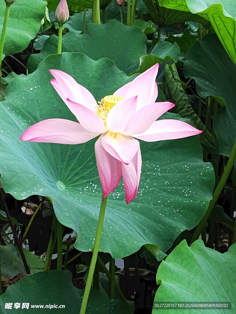 绽放的粉色荷花