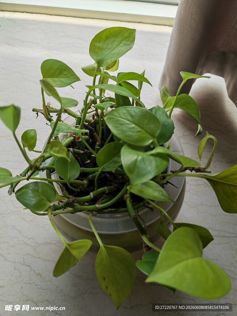 手捧翠绿盆栽植物