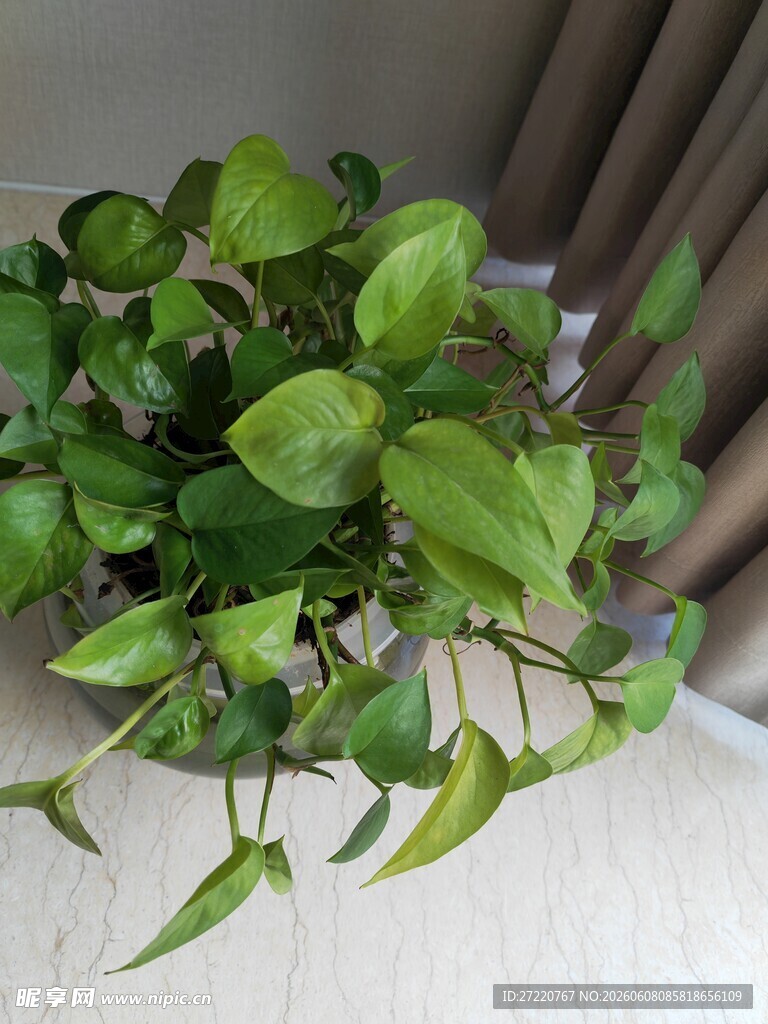 翠绿绿萝生机盎然