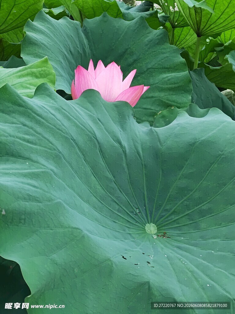 粉荷绿叶 夏日清新景致