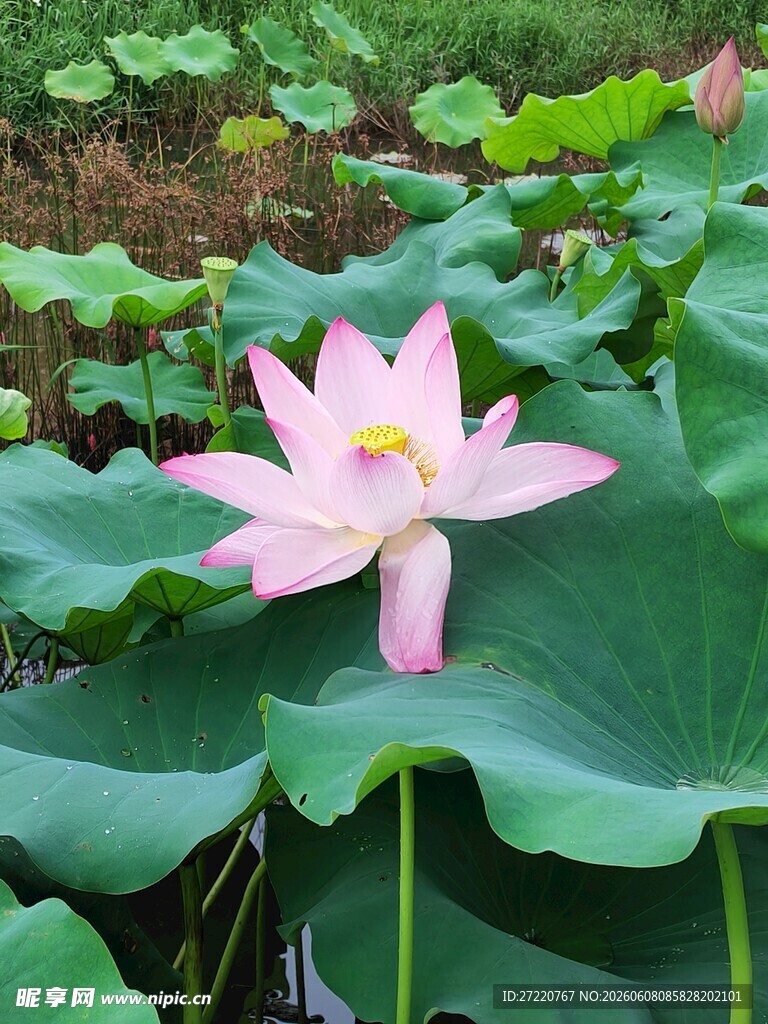娇艳荷花绽放于绿叶间