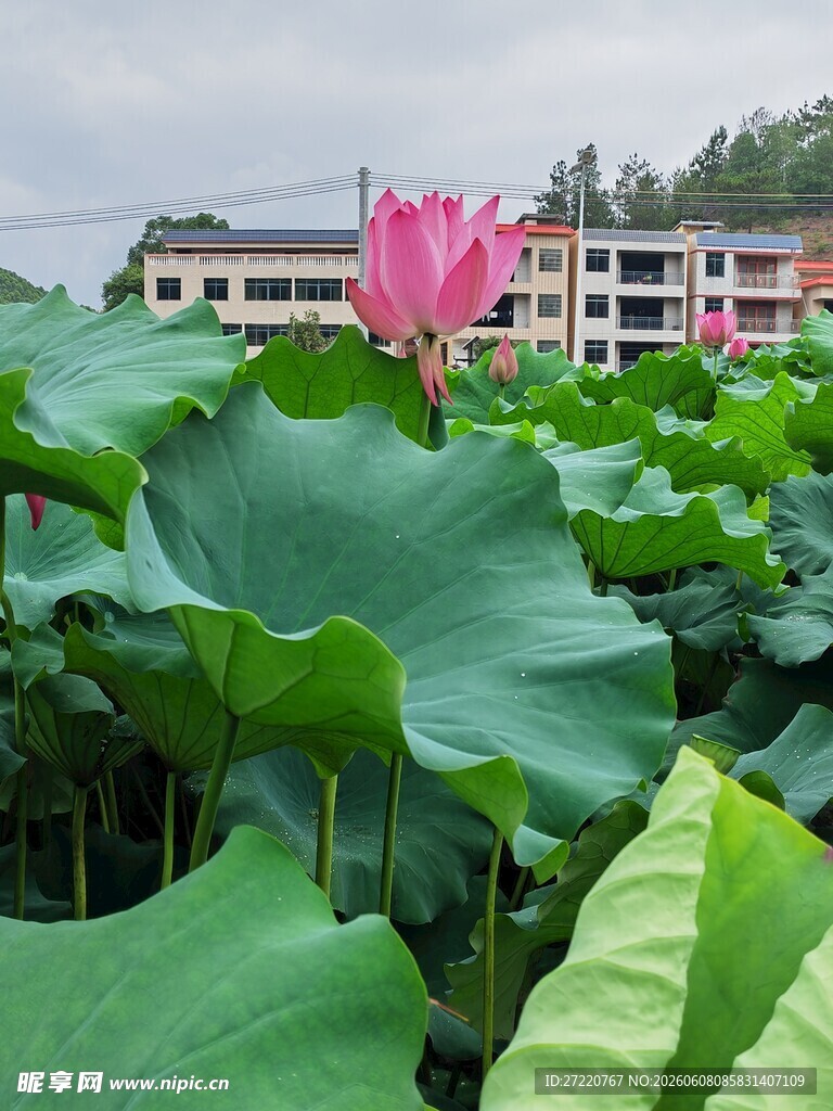 荷塘中绽放的娇艳荷花