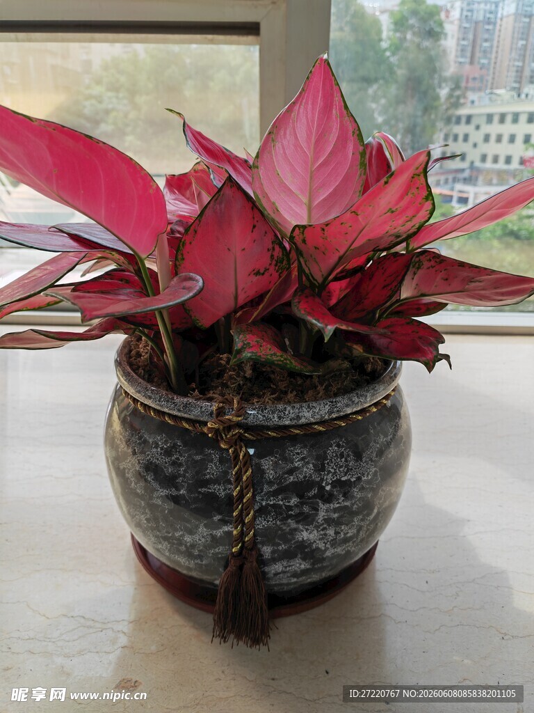 花盆中的红边绿叶植物