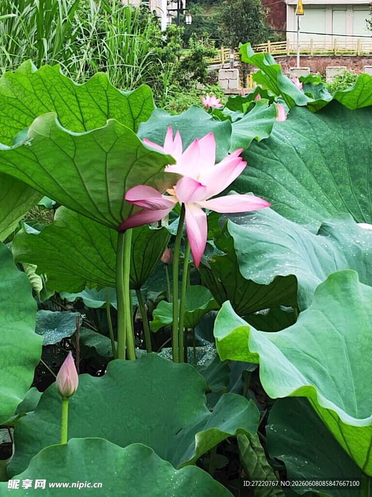 绽放的粉色荷花与荷叶