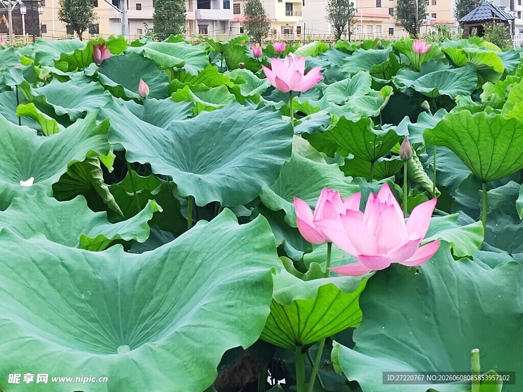夏日荷塘中的娇艳荷花