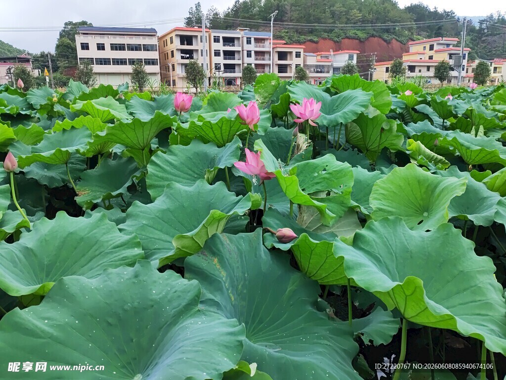 荷塘美景 绽放的粉色荷花