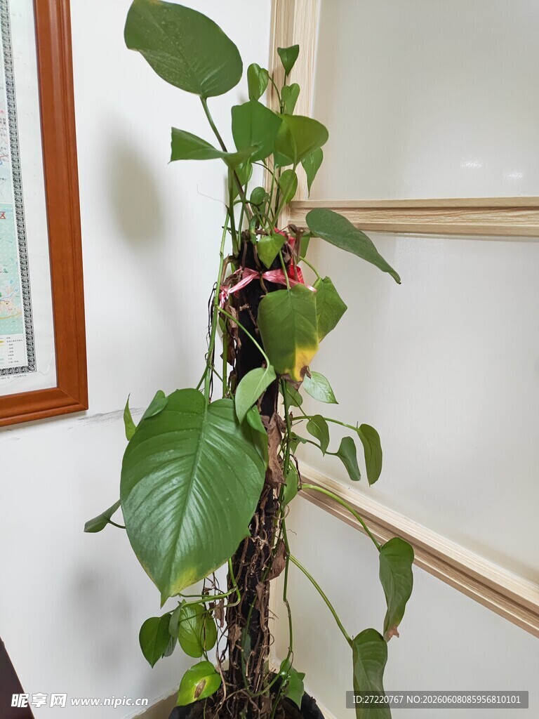 室内绿植爬藤植物展示