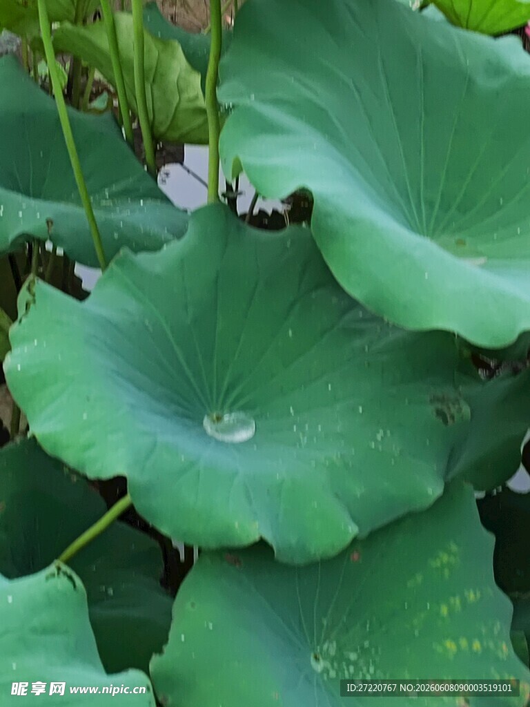 荷叶上的晶莹水珠