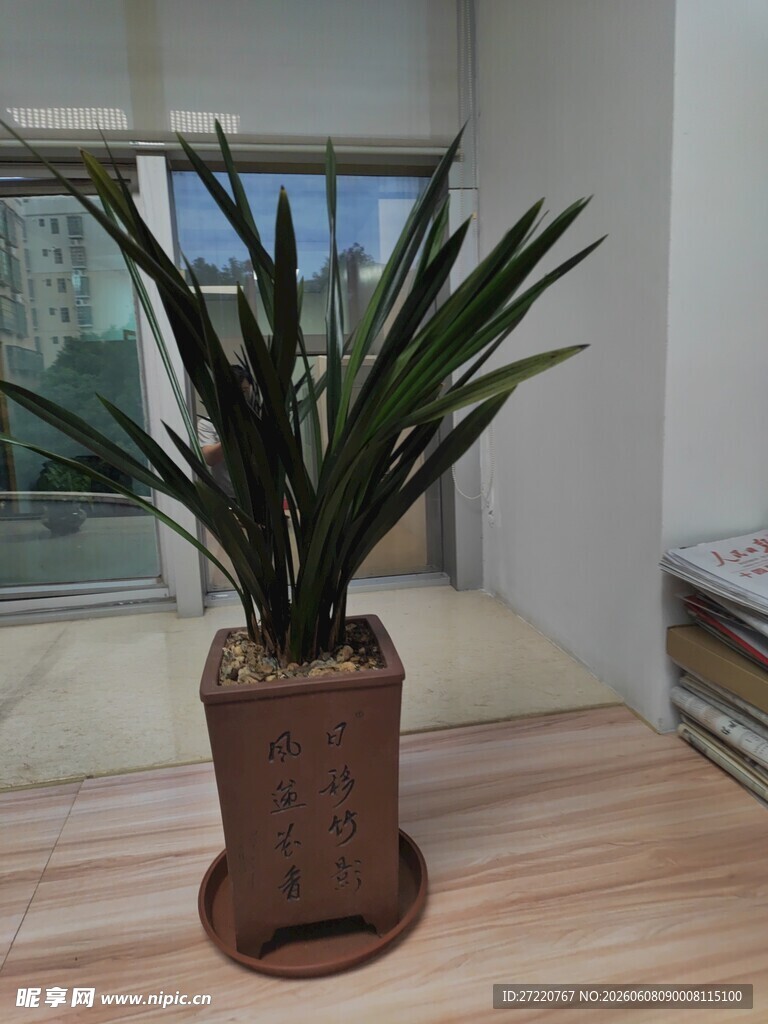 室内绿植盆栽 生机盎然