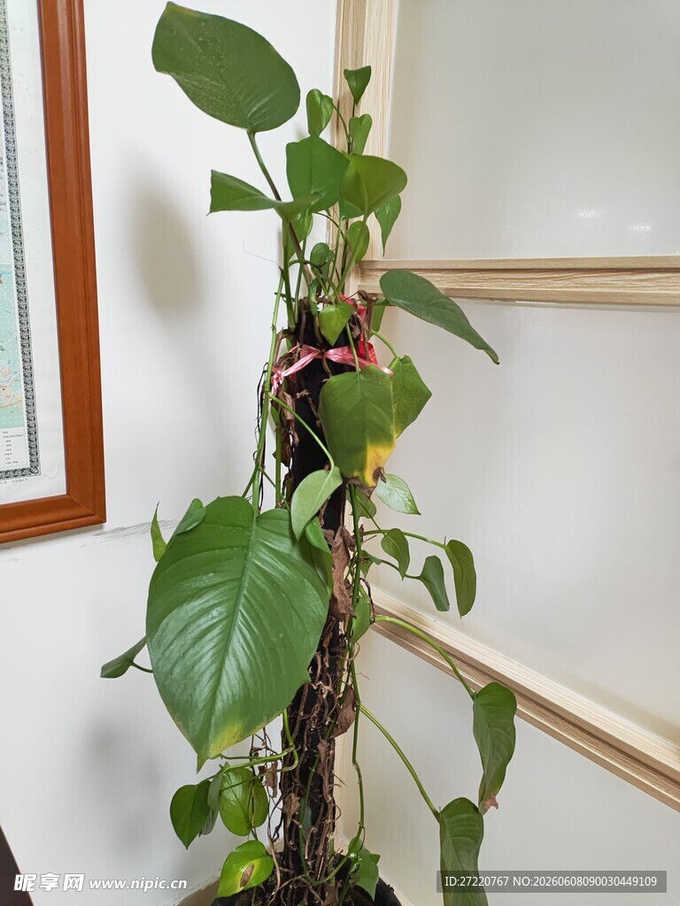室内绿植攀爬扶手