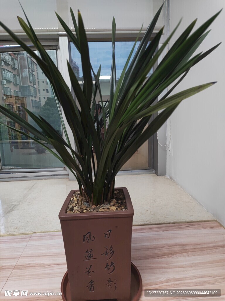 室内盆栽
