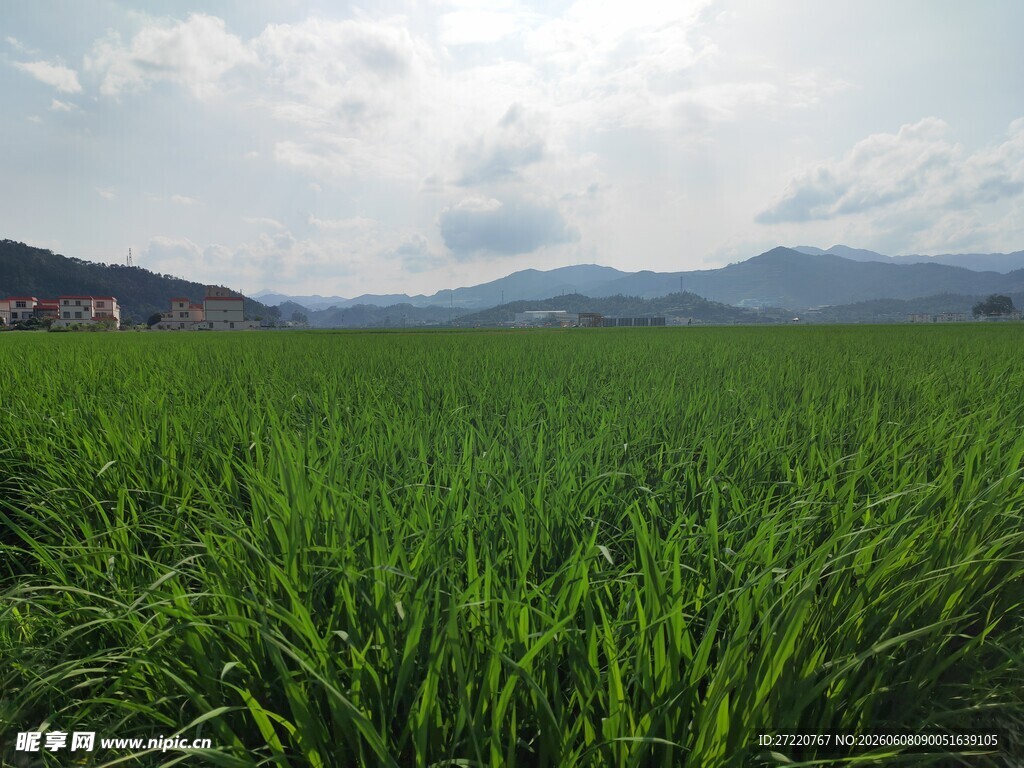 翠绿田野与远山的自然景致
