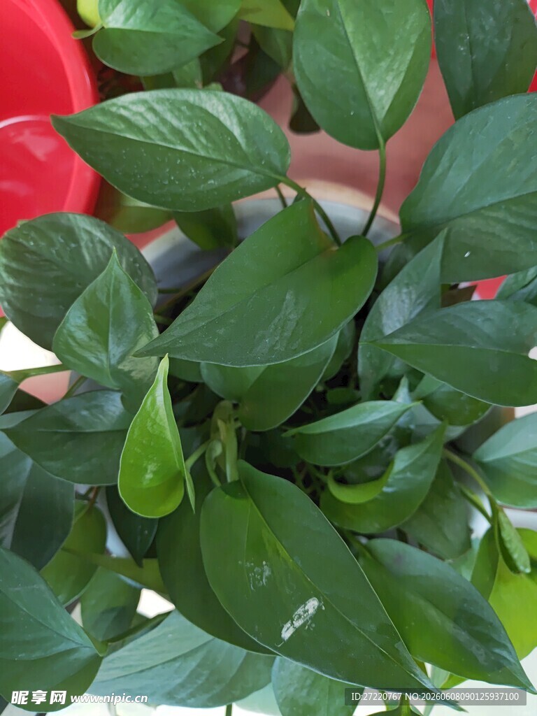 翠绿茂盛的室内绿植