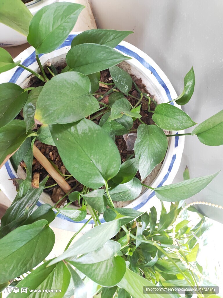 室内绿植盆栽特写