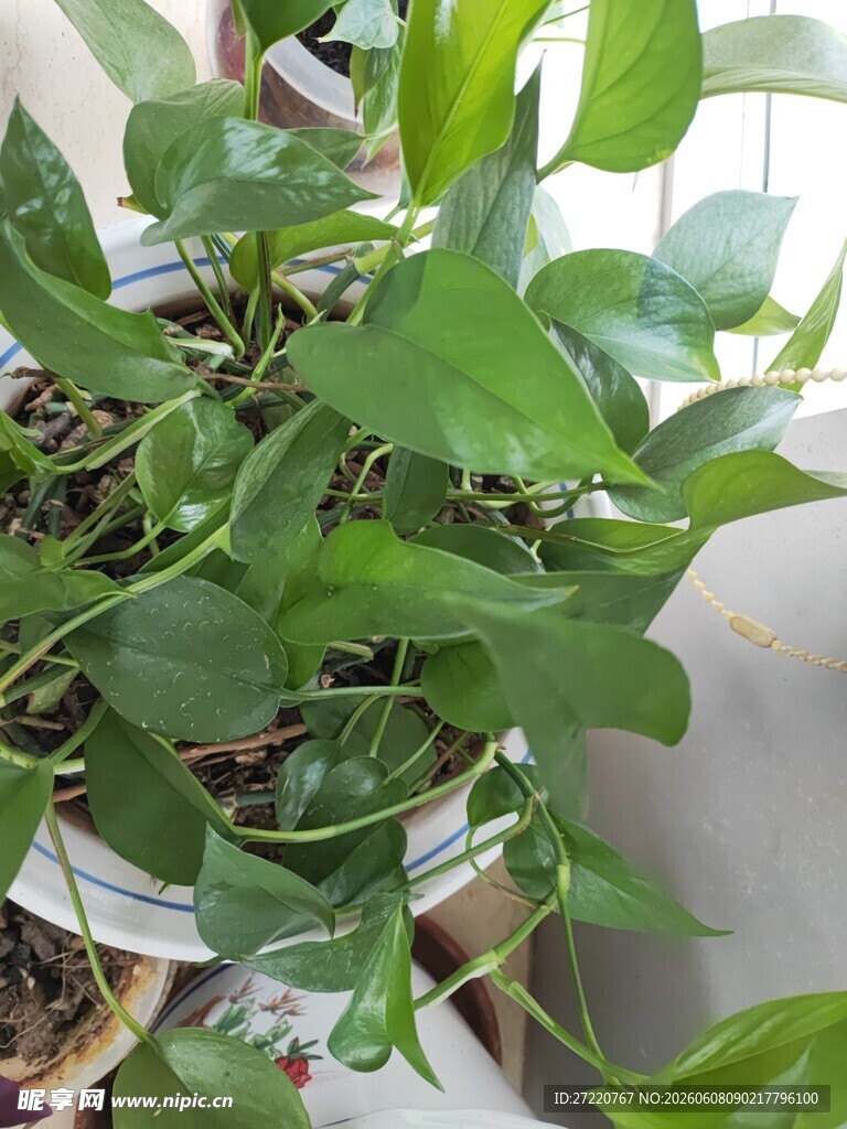 翠绿绿萝生机盎然