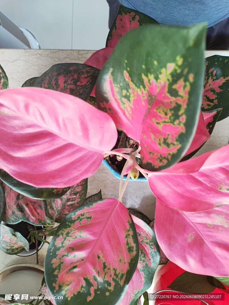 粉色斑斓彩叶芋植物