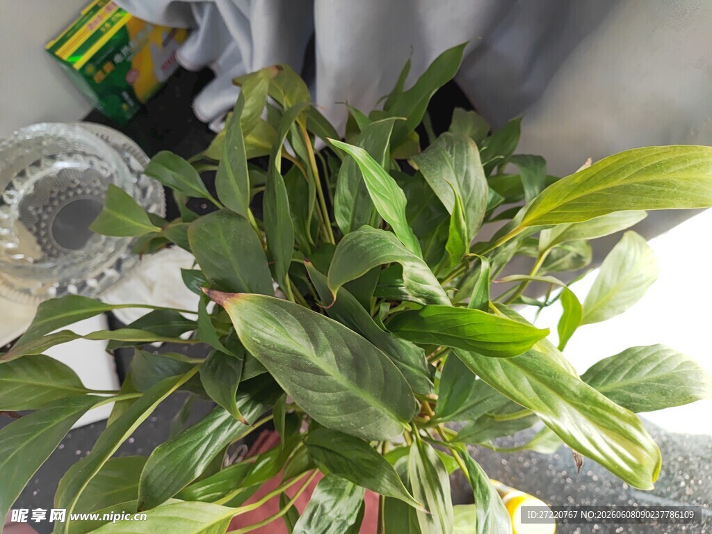 翠绿生机的室内绿植盆栽