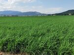广袤绿野 田园风光无限