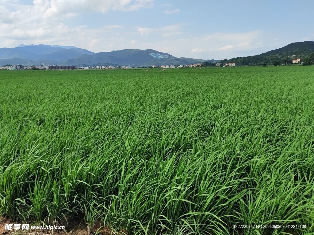 广袤绿野 田园风光无限