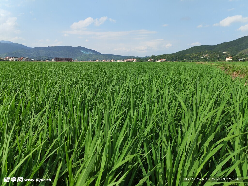 翠绿稻田 远山蓝天美景