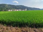 田园绿野风光