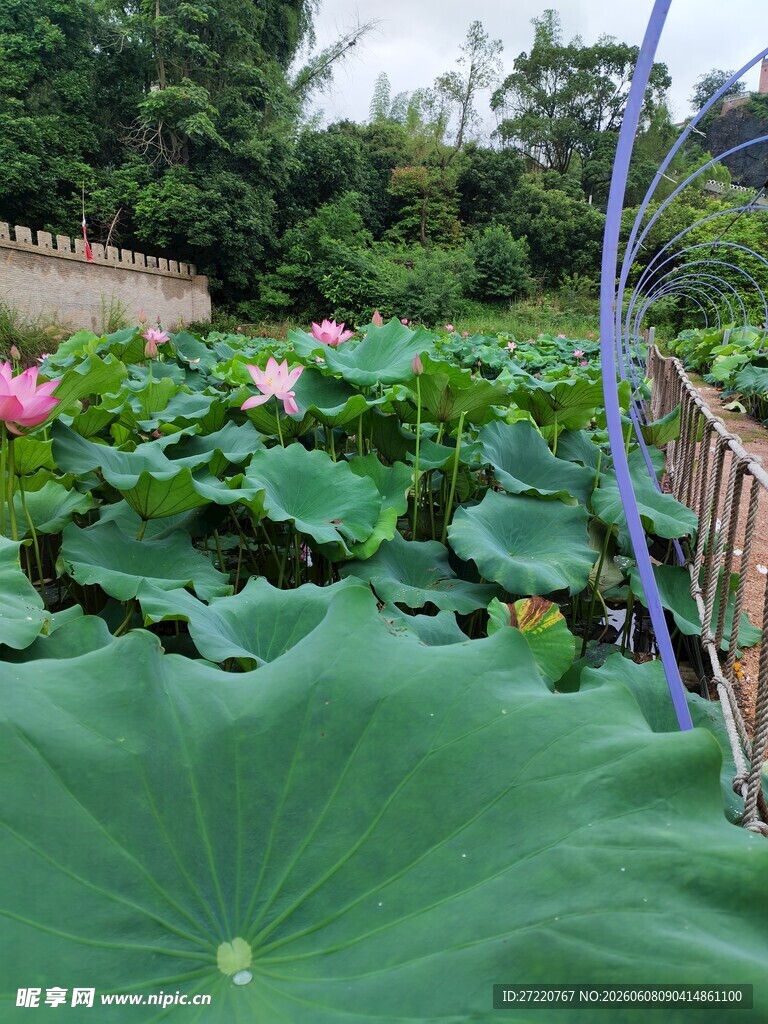 夏日荷塘荷花荷叶美景