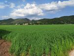 广袤绿野与远山蓝天