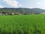 广袤绿野 远山村落景致