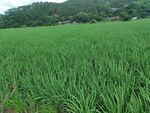 翠绿稻田 展现田园风光