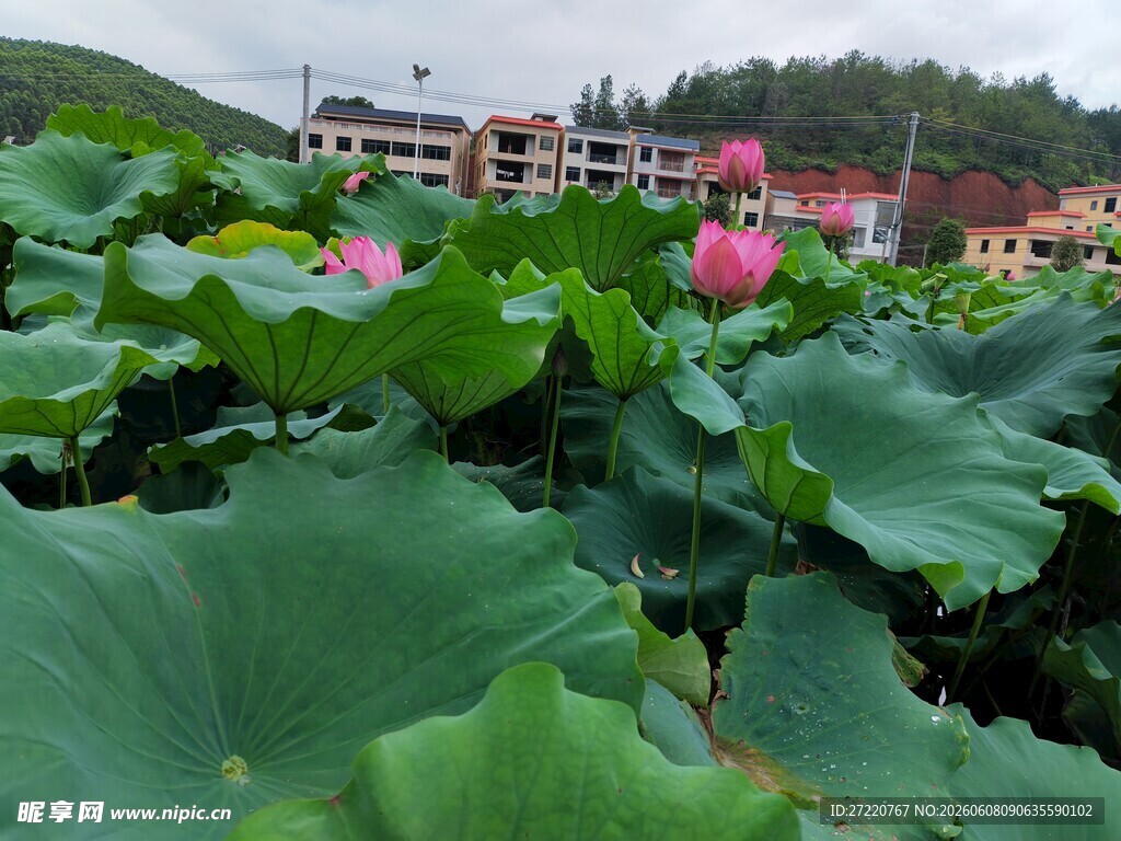夏日荷塘绿意盎然