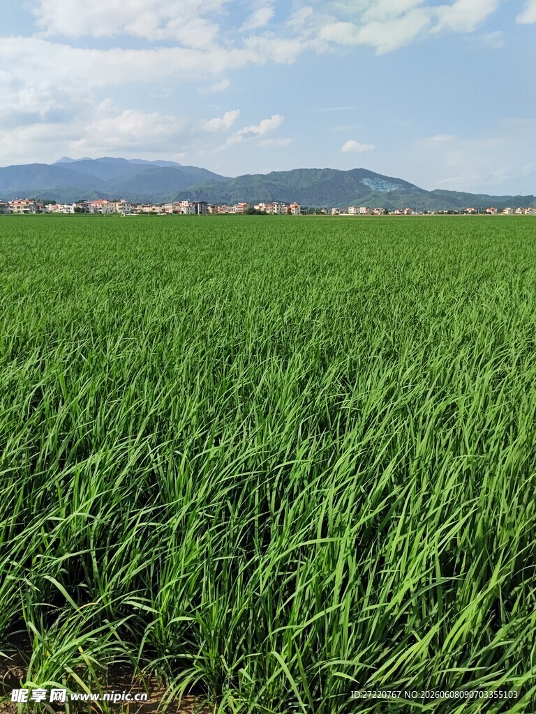 广袤绿稻田 田园好风光