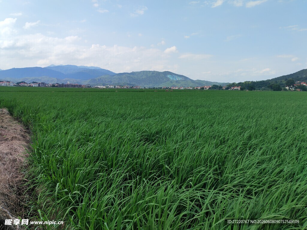 广袤绿野与远山美景