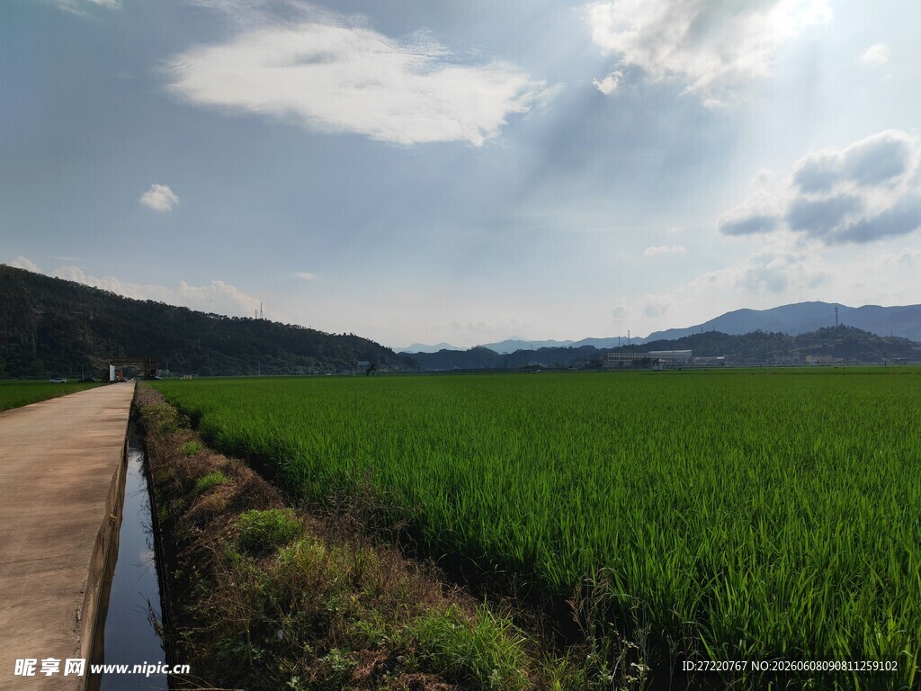 乡间田野小路 绿意盎然