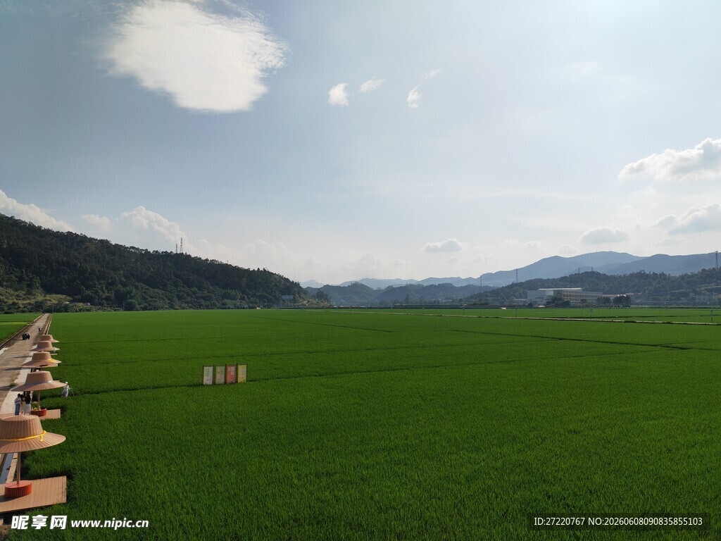 广袤绿野风光