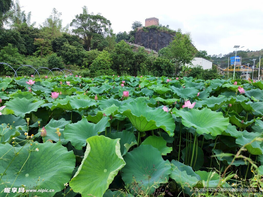 夏日荷塘 莲叶何田田