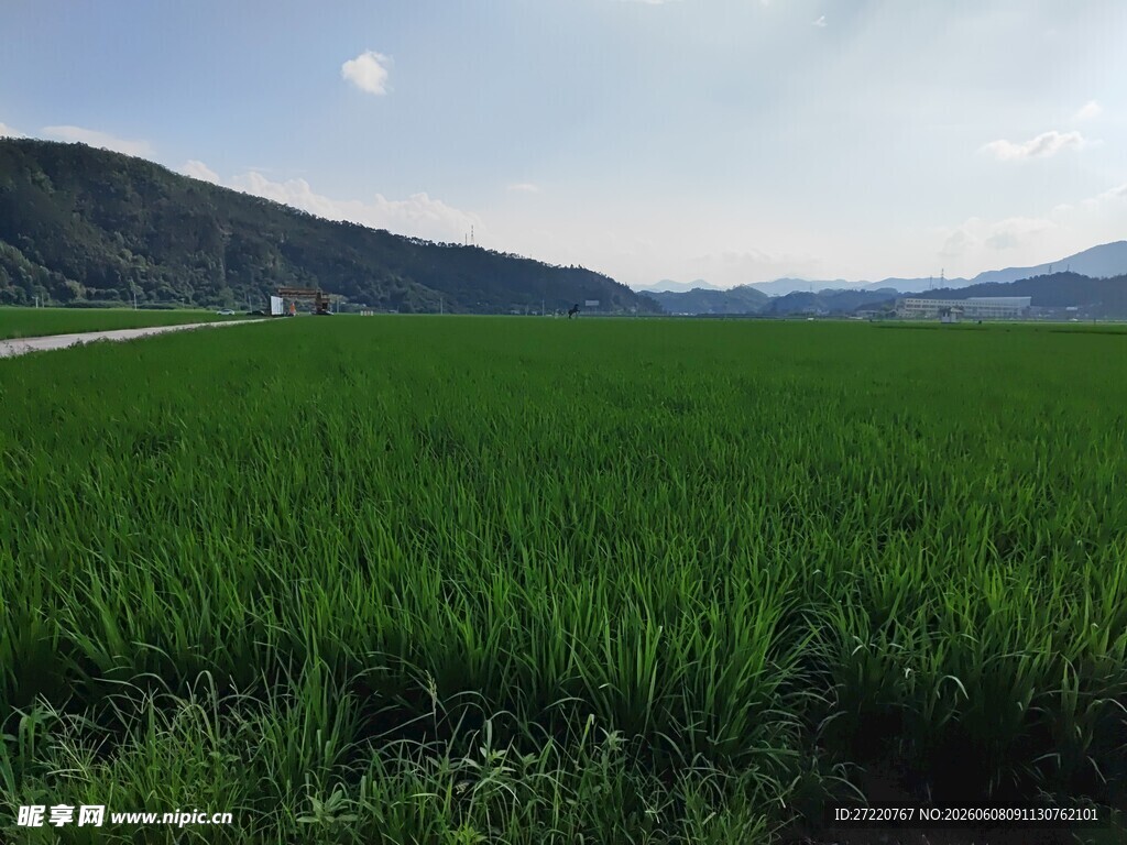 广袤绿野与远山共绘美景