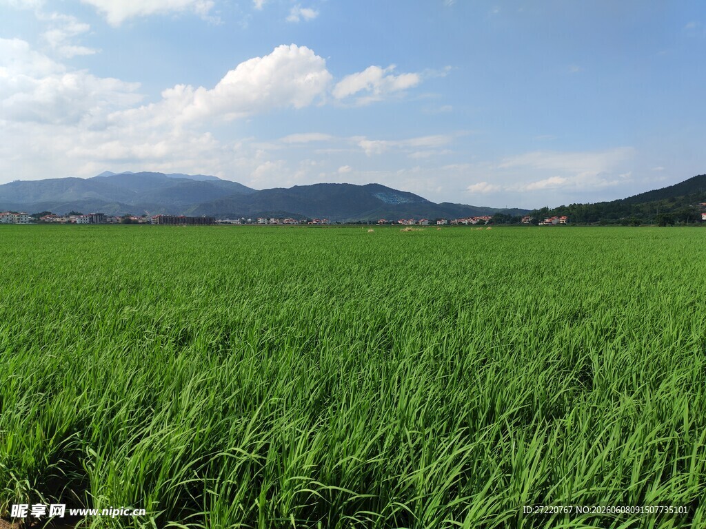 广袤绿野 远山相伴