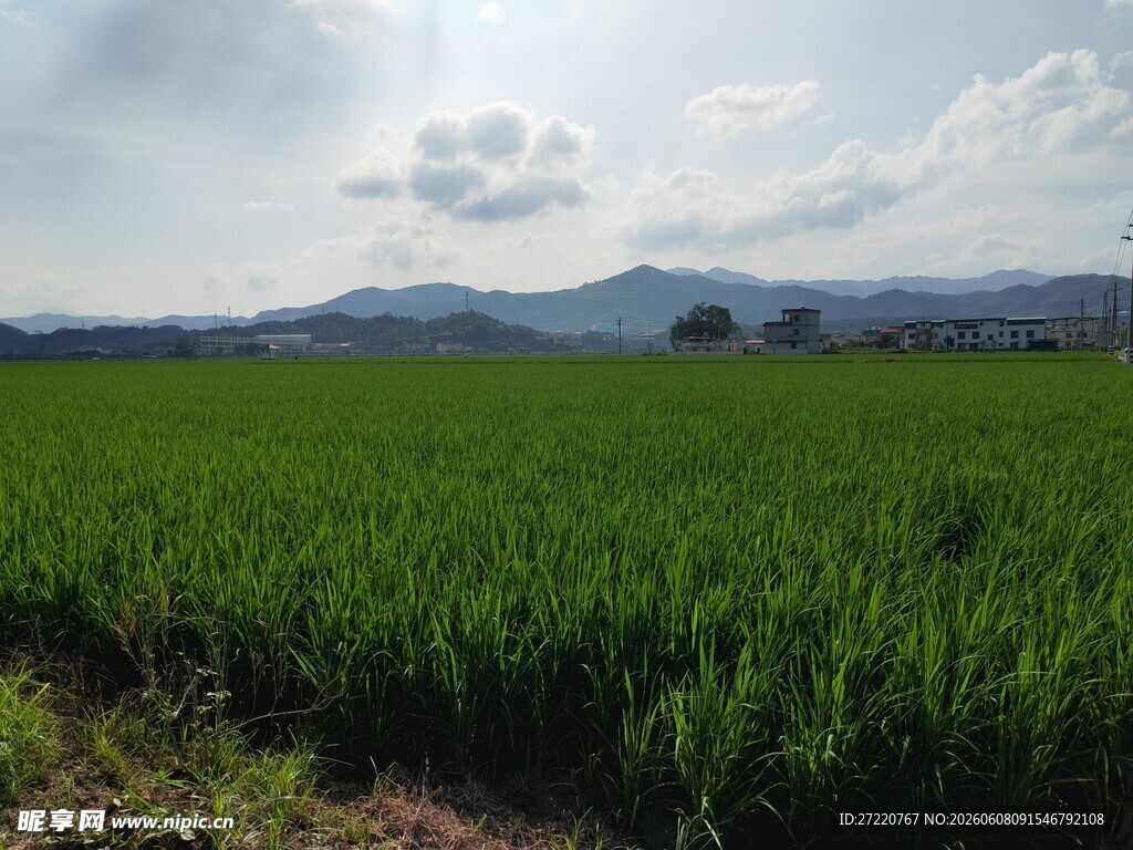 广袤绿野中的田园风光